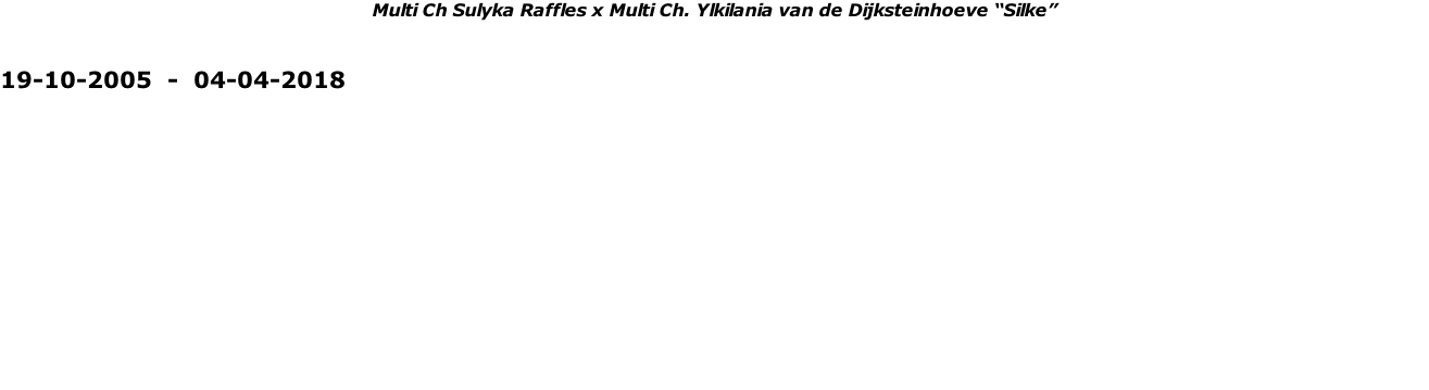 Multi Ch Sulyka Raffles x Multi Ch. Ylkilania van de Dijksteinhoeve “Silke”  19-10-2005  -  04-04-2018